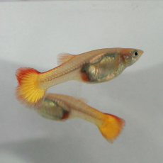 Гуппи Сансет (самка) (Poecilia reticulata)