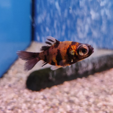 Золотая рыбка Телескоп ситцевый S (Carassius auratus)