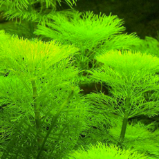 Лимнофила водная, амбулия (ветка) (Limnophila aquatica)
