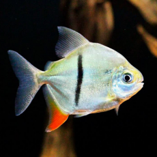 Милеус Шомбургка (S) (Myloplus schomburgkii)