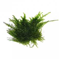 Мох Бабл (порция) (Moss sp. Bubble)