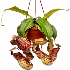Непентес (Nepenthes Gaya)