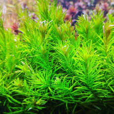 Ротала Наньеншан (с грузом)