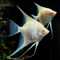 Скалярия Дантум альбино (Pterophyllum scalare var.)