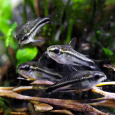 Сом Коридорас пигмей (L)