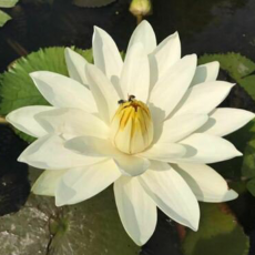 Нимфея Kao Mongkol, белая, (Nymphaea Kao Mongkol), тропическая