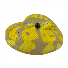 Коллекционная фигурка Королевский питон Банан (Python regius Banana)