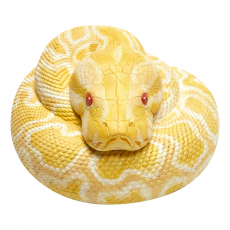 Коллекционная фигурка Тигровый питон Альбинос (Python Bivittatus Albino)
