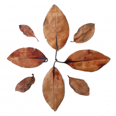 DECOTOP Mangrove S - Листья мангры, 15-20 см, 10 шт.