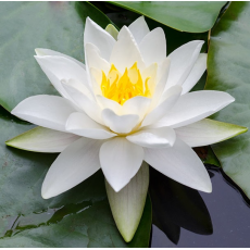 Нимфея Gladstoniana (Nymphaea Gladstoniana) Голландия