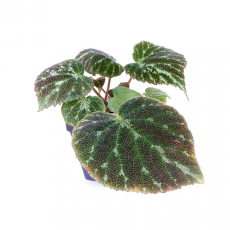 Бегония (Imperialis Emerald Jewel)