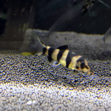 Боция Tiger (Chromobotia sp. sf. Tiger)