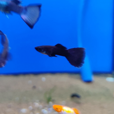 Гуппи Черные full black (самец) (Poecilia reticulata)