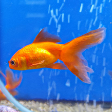 Золотая рыбка Веерохвост красный SМ (Carassius auratus auratus)