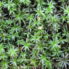 Мох Atrichum undulatum