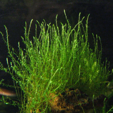 Мох Стринг (порция) (Leptodictyum riparium)