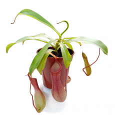 Непентес (Nepenthes Ventrata)