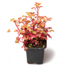 Оксалис (Oxalis Vulcanicola Sunset Velvet)