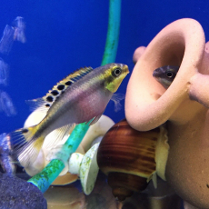 Попугайчик пельвикахромис пульхер М (Pelvicachromis pulcher)