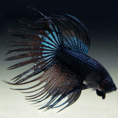 Петушок коронохвостый Черная орхидея (самец) (Betta splendens)