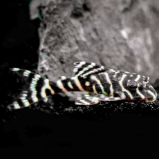 Сом Гипанциструс L066 Королевский тигровый (Hypancistrus sp. King Tiger Pleco L066)