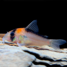 Сом коридорас Адольфа (Corydoras adolfoi)