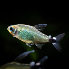 Тетра элахис, тростниковая тетра (Hyphessobrycon elachys)