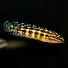 Юлидохромис марлиера (Julidochromis marlieri)