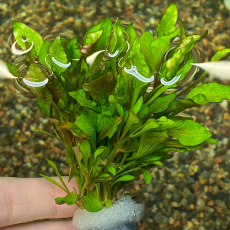 Альтернантера бетзикиана пестрая (с грузом) (Alternanthera bettzickiana Variegatus )