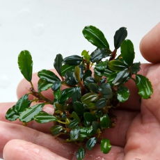 Буцефаландра Брауни Феникс (в горшке) (Bucephalandra sp. Brownie Phoenix)