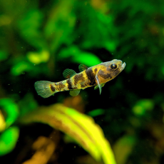 Бычок-шмель (Brachygobius xanthomelas)