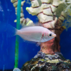 Гурами целующийся розовый (Helostoma temminkii)