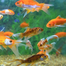 Золотая рыбка Комета ассорти М (Carassius gibelio forma auratus)