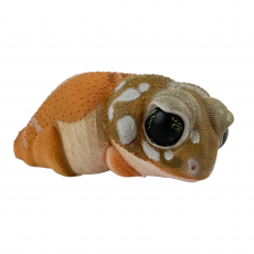 Коллекционная фигурка Австралийский шишкохвостый геккон Нефрурус (Nephrurus levis)