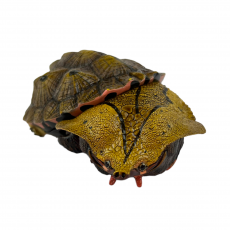Коллекционная фигурка Матамата Оринокская (Chelus orinocensis)