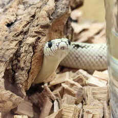 Королевская змея, californiae High White
