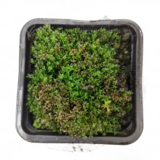 Мох тропический (Moss tropic sp)