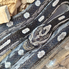 Полоз маисовый Anery Motley M