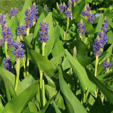 Понтедерия кордата, синяя (Pontederia cordata) Голландия