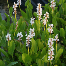 Понтедерия сердцелистная, белая (Pontederia cordata Alba) Голландия
