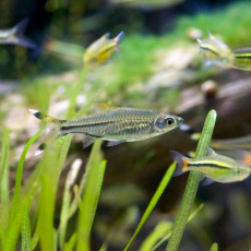 Расбора трехлинейная (Rasbora trilineata)