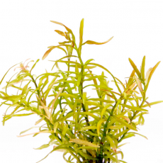 Ротала ред кросс (с грузом) (Rotala sp. "Red Cross")