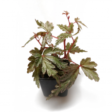 Бегония (Begonia sp Philippines)