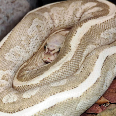 Королевский питон Vanilla Cream, М