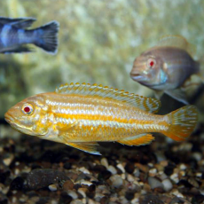 Меланохромис ауратус альбинос (Melanochromis auratus var. albino)