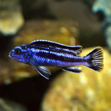 Меланохромис йохани (Melanochromis johanni)