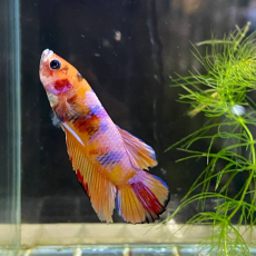 Петушок Кои (самец) (Betta splendens)