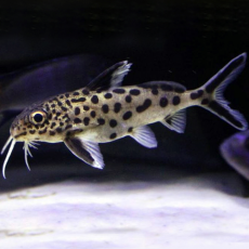 Сом Синодонтис далматин (S) (Synodontis sp.)