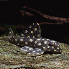 Сом гипанциструс Карликовый Инспектор L471 (Hypancistrus sp.)