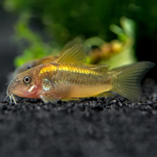Сом коридорас Голд Страйп (Corydoras Aeneus Peru Gold Stripe)
